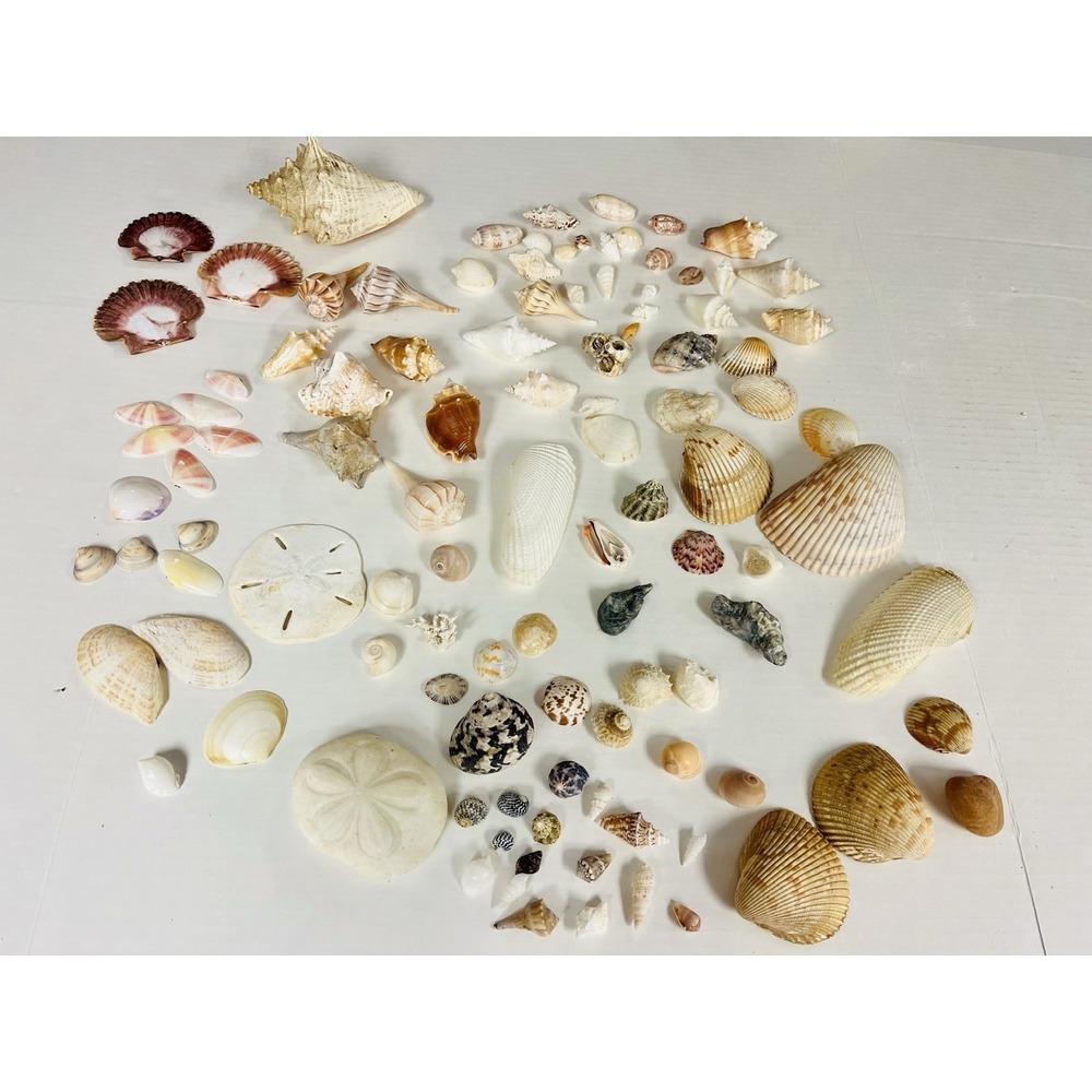 Seashells Marine Fossils Unique Beach Nautical Decor Ocean 100+ Lot Assorted